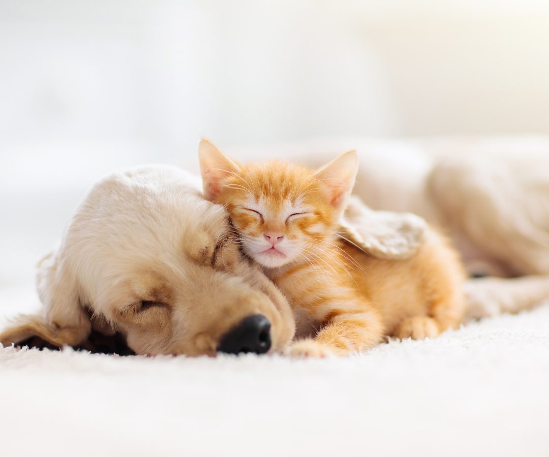 Pet Friendly Apartments with Cats & Dogs